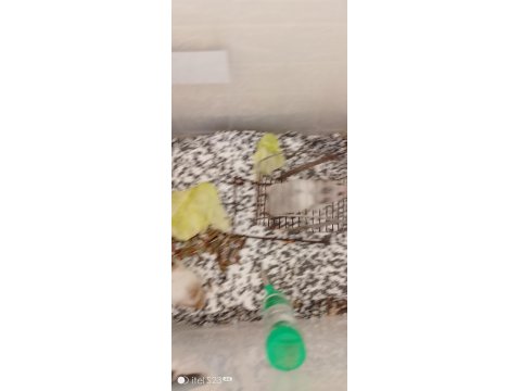 Suriye 2 Erişkin Erkek Hamster