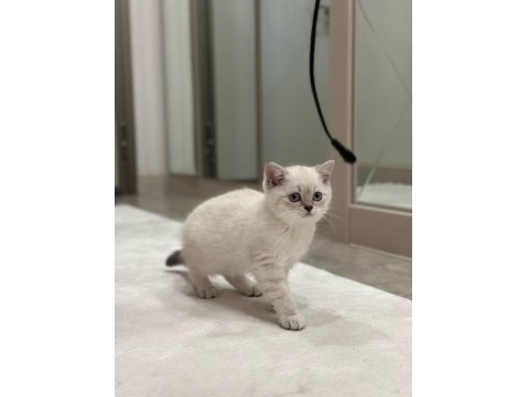 Lynx Point British Shorthair Yavrumuz