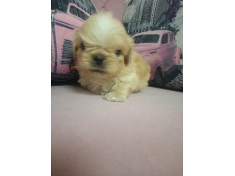 İki Adet Pekinez Erkek