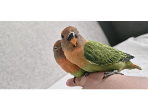 4 Ve 5 Şubat Yumurta Çıkışlı Sevda Papağanı