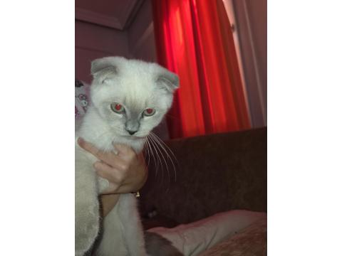 2 Adet Yavru Scottish Fold Sahiplendirilecektir