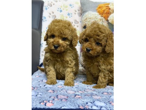 Teacup Mikro Maltipoo