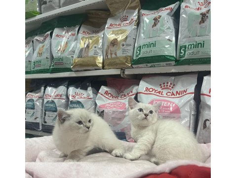 Red Point British Shorthair Türünün En Güzel Örneklerinden
