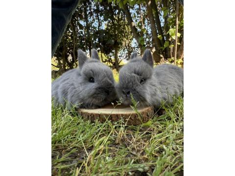 Orjinal Netherland Dwarf Cüce Tavşan