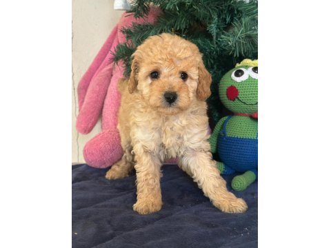 Yasal Çiftlikten Toy Poodle Yavru