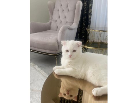 Scottish Fold Erkek Kedime Dişi Kedi Arıyorum