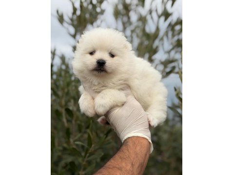 Erkek Pomeranian Boo Köpeği