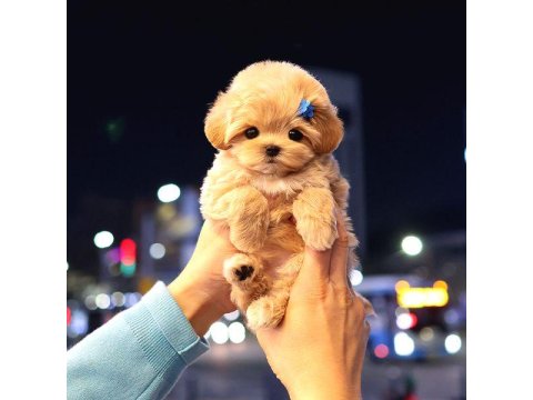 Maltipoo Cinsi Bebek Köpekler