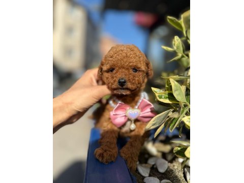Orijinal Güler Yüzlü Show Kalite Poodle Yavrumuz