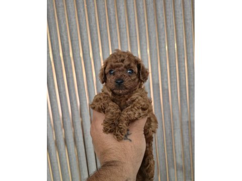 Orjinal Poodle Yavrular