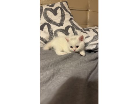 Eğitimleri Tam Kediler Yeni Yuvasını Arıyor