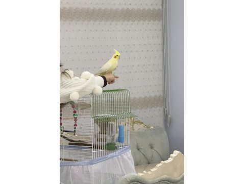 7 Aylık Sultan Papağanı