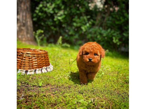 Toy Poodle Yavrular Aynı Gün Gönderim Ve Kapıda Ödeme