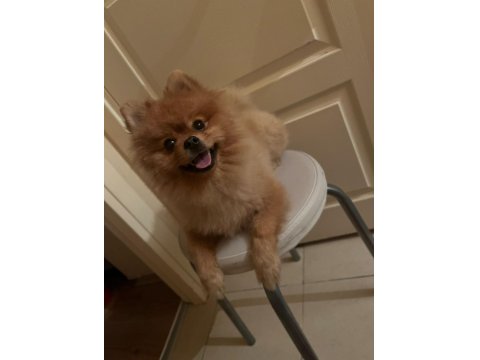 Pomeranian Boo Köpeğimize Dişi Arıyoruz