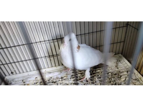 Satılık Her Çeşit Güvercinler Yavru Yumurta Muayer