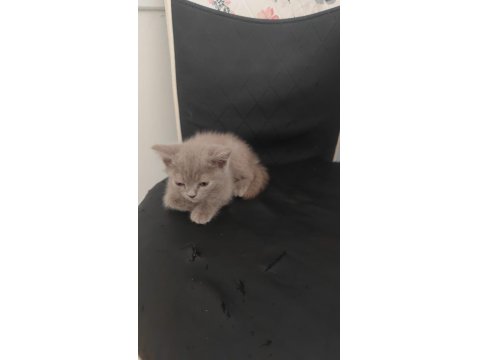 Britsh Longhair Kedilerimiz