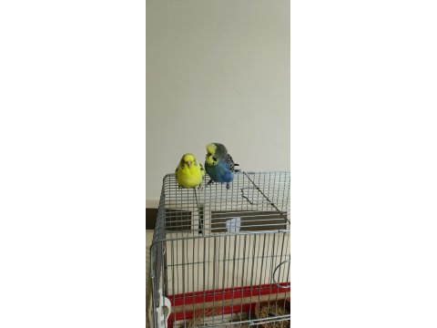 Sağlıklı Çift Muhabbet Kuşu