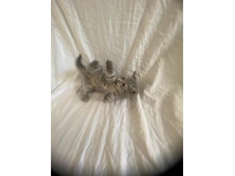 Scottish Fold & Straight Yavrularımız