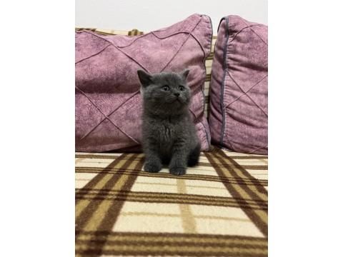 55 Günlük Erkek Kedimiz