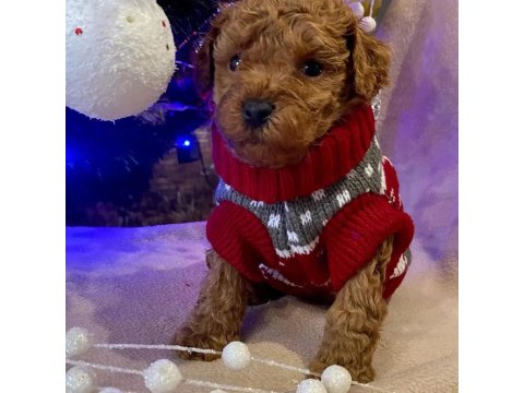 Dünya Tatlısı Toy Poodle Yavruları