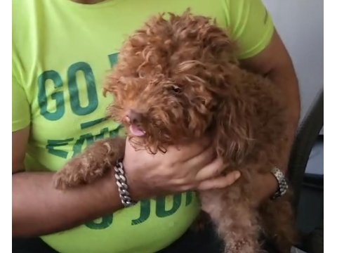 Korekan Toy Poodle Bebekleri