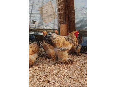 Buff Barret Brahma Kuluçkalık Yumurta