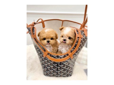 Toy Poodle Köpeği 2 Aylık