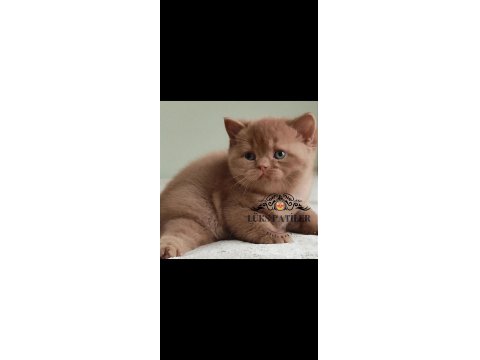 Dubai Çikolatası Tadında Chocolate British Shorthair