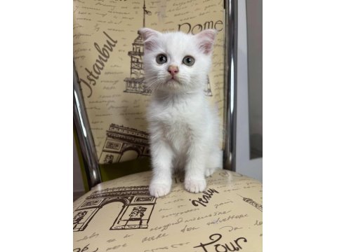 Scottish Fold Erkek Beyaz Nevşehir