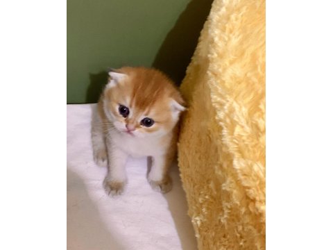 Safkan Golden Ny11 Yeşil Gözlü Sarışın Erkek Scottish Bebek