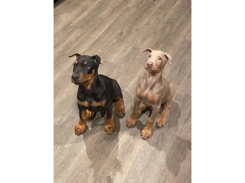 Sağlık Ve Irk Garantili Doberman