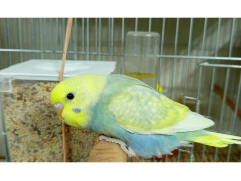 Yuvadan Yeni Çıkmış Muhabbet Kuşu Yavrularımız