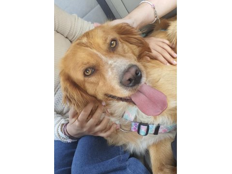 Altın Kalpli Köpeğimiz Chucky İçin Ömürlük Yuva Arıyoruz