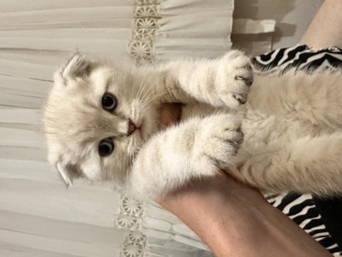 Teslime Hazır Scottish Fold Pamuk Gibiler