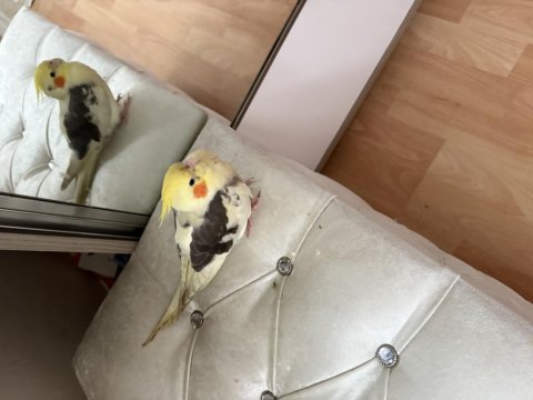 Üç Aylık Erkek Sultan Papağanı