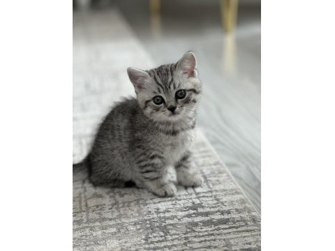 Erkek British Silver Tabby