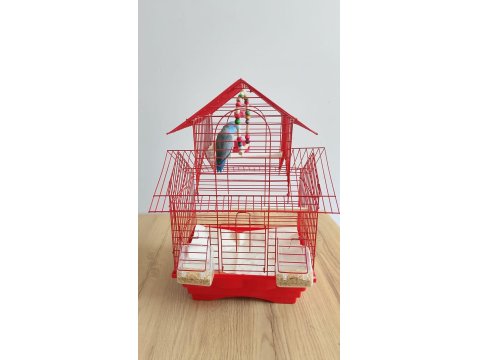 Erkek 3 Aylık Cennet (Sevda) Papağanı