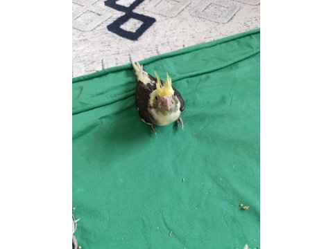 Evcil Yavru Sultan Papağanı