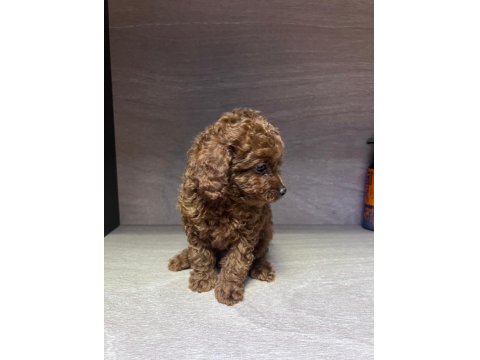 Kore 56 Günlük Toy Poodle Dişi Ve Erkek Yuva Arıyor