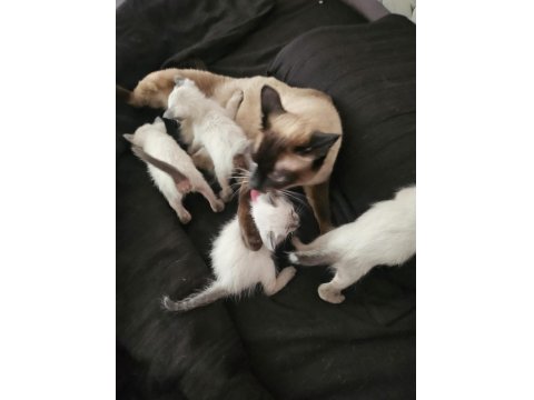 Mükemmel Güzellikte Siyam Kedisi Kızlarım