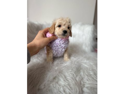 Orjinal Maltipoo Yavrular