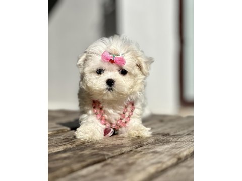 Maltese Terrier Kore Safkan Mini Yavrularımız