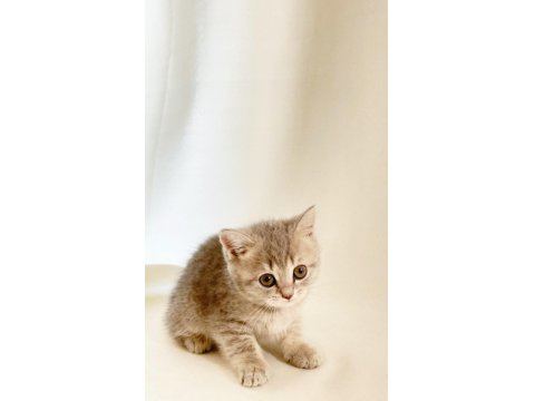 Sessiz Ve Tatlı: Sevgi Dolu Gri British Shorthair
