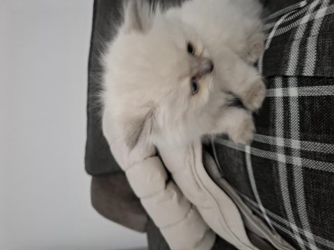 2 Aylık Erkek British Longhair