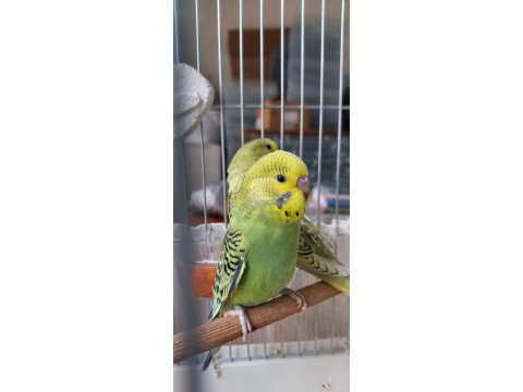 Öğretmenden Evde Beslenen Yavru Muhabbet Kuşları