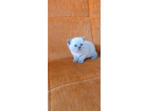 Süper Kalite British Shorthair Yavrular