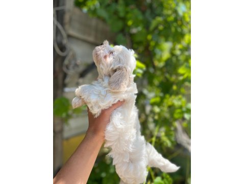 Terrier Maltese 0 Numara