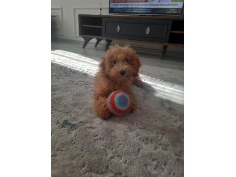 Enerji Bombası Safkan Poodle