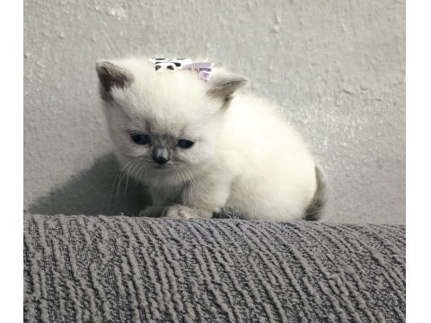 2 Aylık British Shorthair Pluepoint Yavrularım
