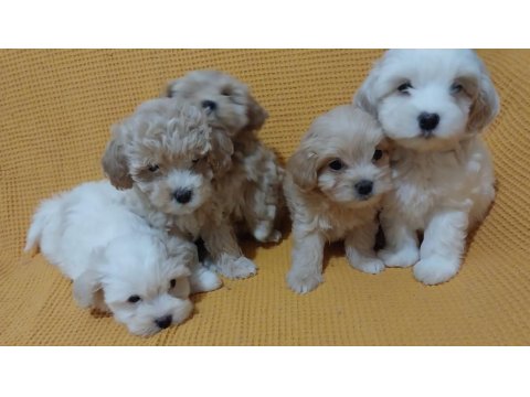 Maltipoo Bebeği Köpekler